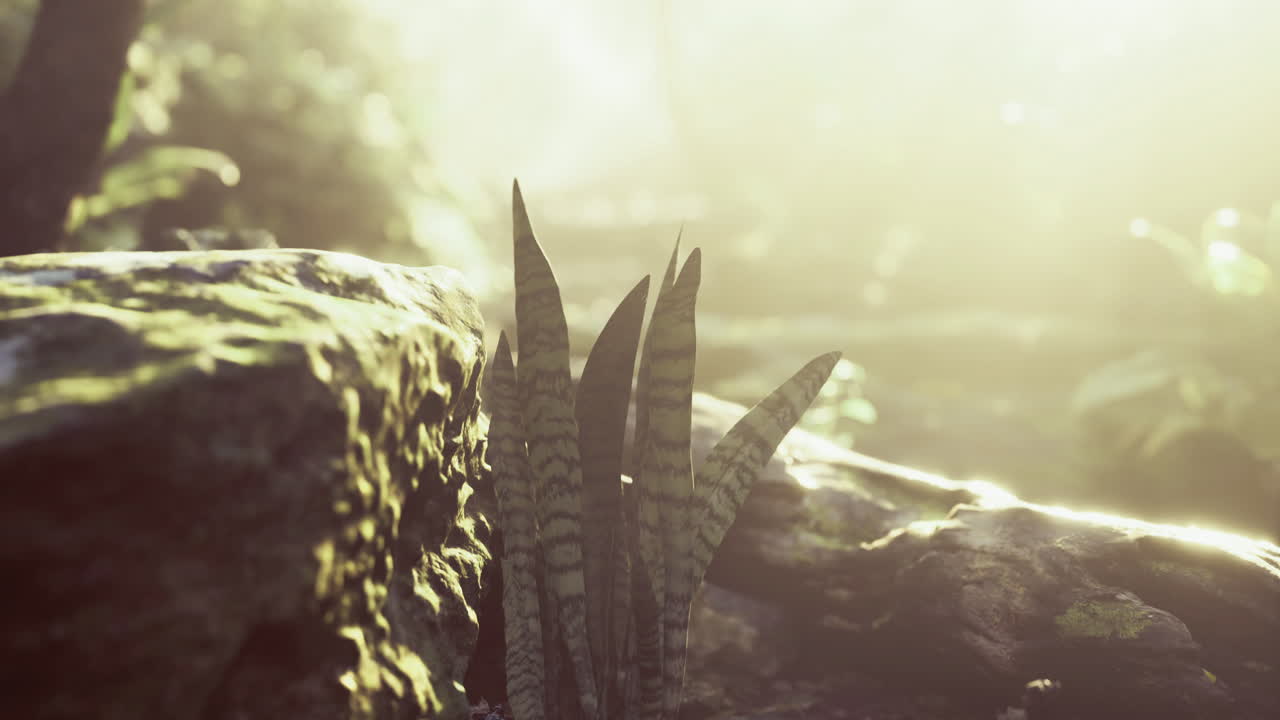 Sunlight filtering through trees illuminates delicate ferns in the forest