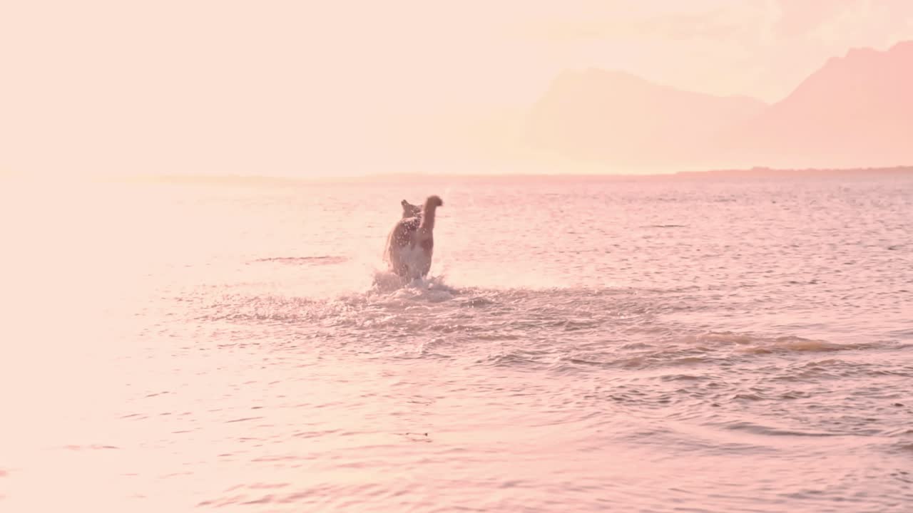 Male German Shepherd dog running into a shallow lagoon at sunset