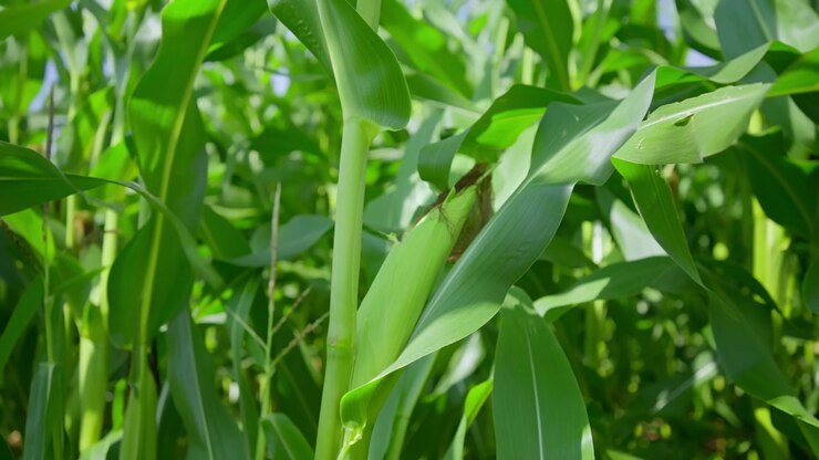 Close-up of a Green Corn Cob Growing in a Sunny Cornfield