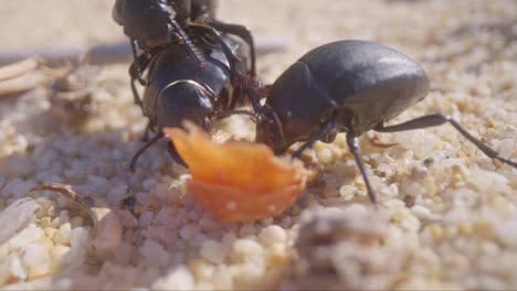 escarabajos en macro