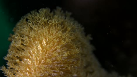 yellow flower corals super close up at night