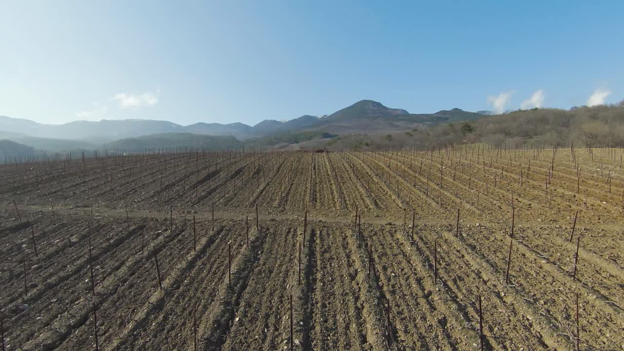 paisaje de viñedos en un día soleado
