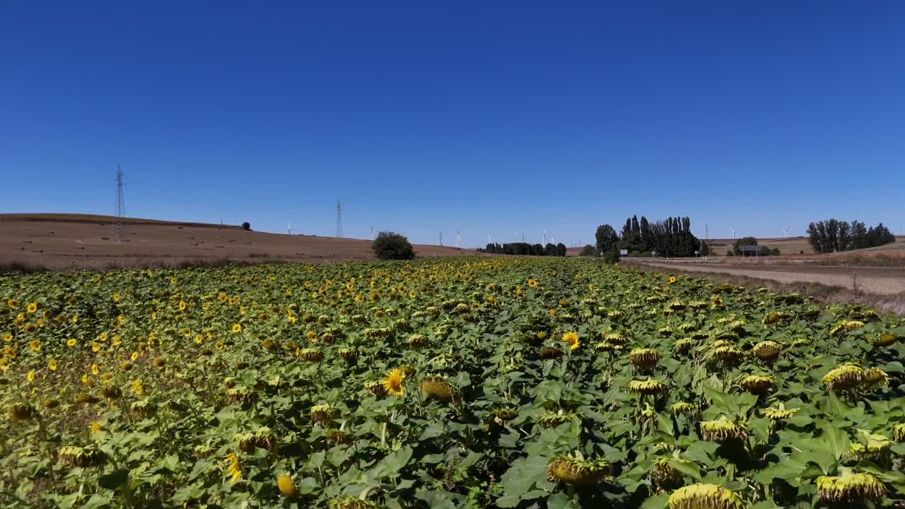 Sunflowers Field under Blue Sky with Wind Turbines