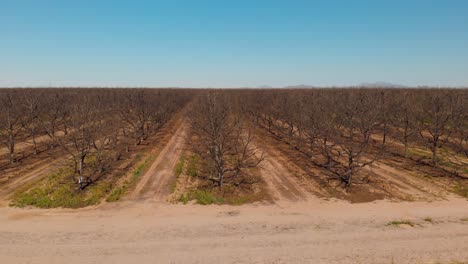 rekaman udara drone dari lapangan penanaman di hermosillo sonora meksiko - tampilan samping