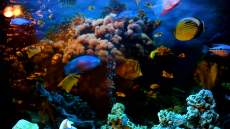 exotic fishes in an aquarium