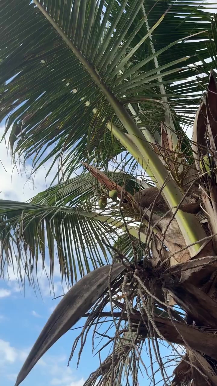 Low Angle View of Coconut Palm Tree Against Blue Sky