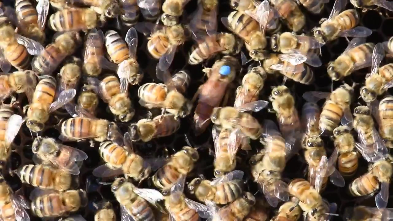 A queen bee, marked with a blue dot, moves about the hive while honey bees diligently work the hive to produce honey for a beekeeper.