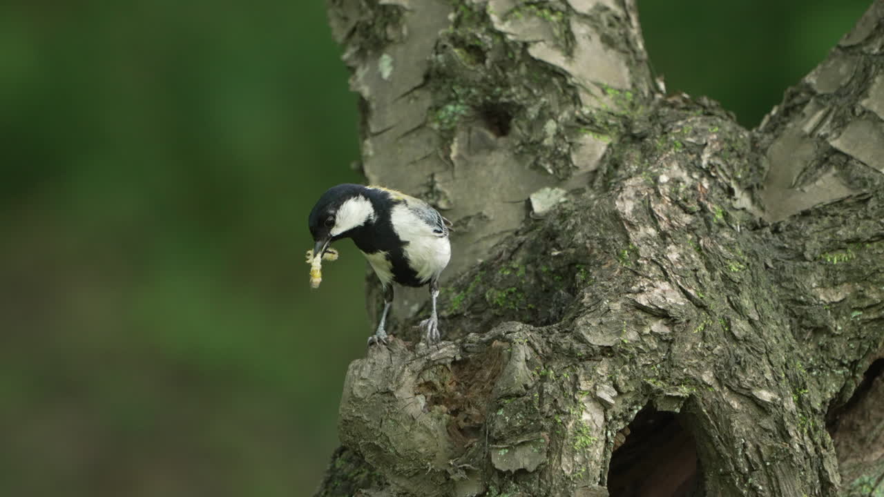 입에 벌레가 있는 일본 젖꼭지를 닫고 일본 사이타마의 숲에 있는 나무 움푹 들어간 곳 근처에 자리 잡고 있습니다.