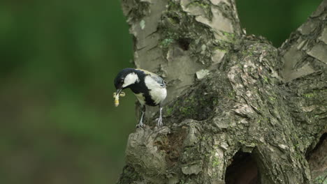 Close-Up-Of-A-Japanese-Tit-With-Worm-In-Its-Mouth-And-Perching-Near-Tree-Hollow-In-The-Forest-In-Saitama,-Japan