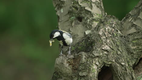primer plano de una teta japonesa con gusano en la boca y posada cerca del hueco del árbol en el bosque en saitama, japón