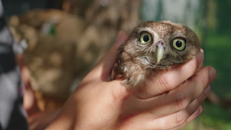 baby owl in caretaker's hands