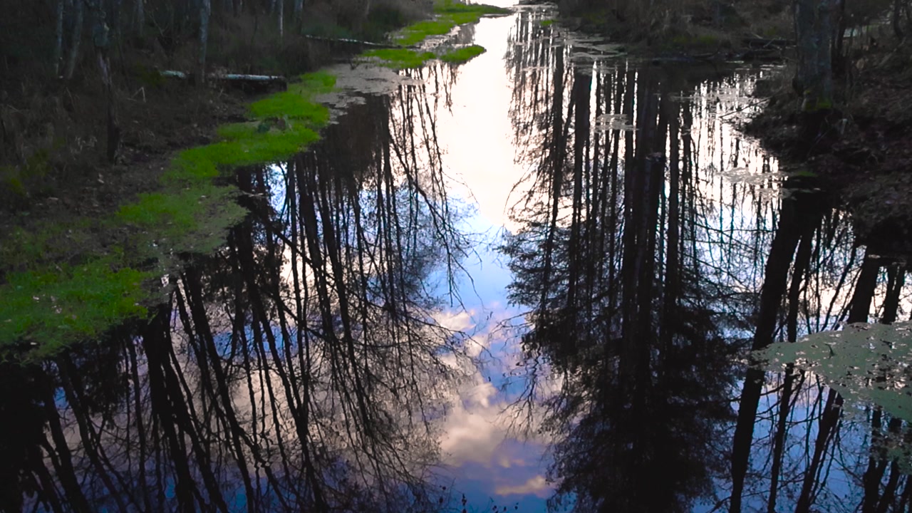 Tilt up over still wetland marsh river with mirror-like reflections, long dark silhouettes of the surrounding trees. Leafless autumn foliage and green bog plants in water. Calm northern nature mood.