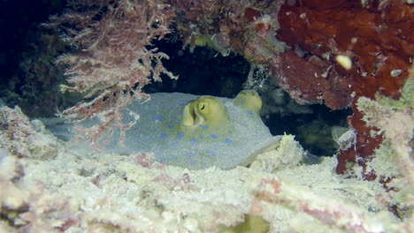 stingray at the bottom of the sea