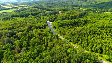 winding road in lush forest. a winding road cuts through dense greenery, showcasing the beauty of nature during a bright sunny day