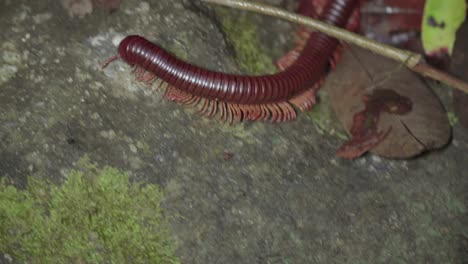 asian giant millipede or asian red millipede crawling on dry leaves ground at the tropical rainforest jungle