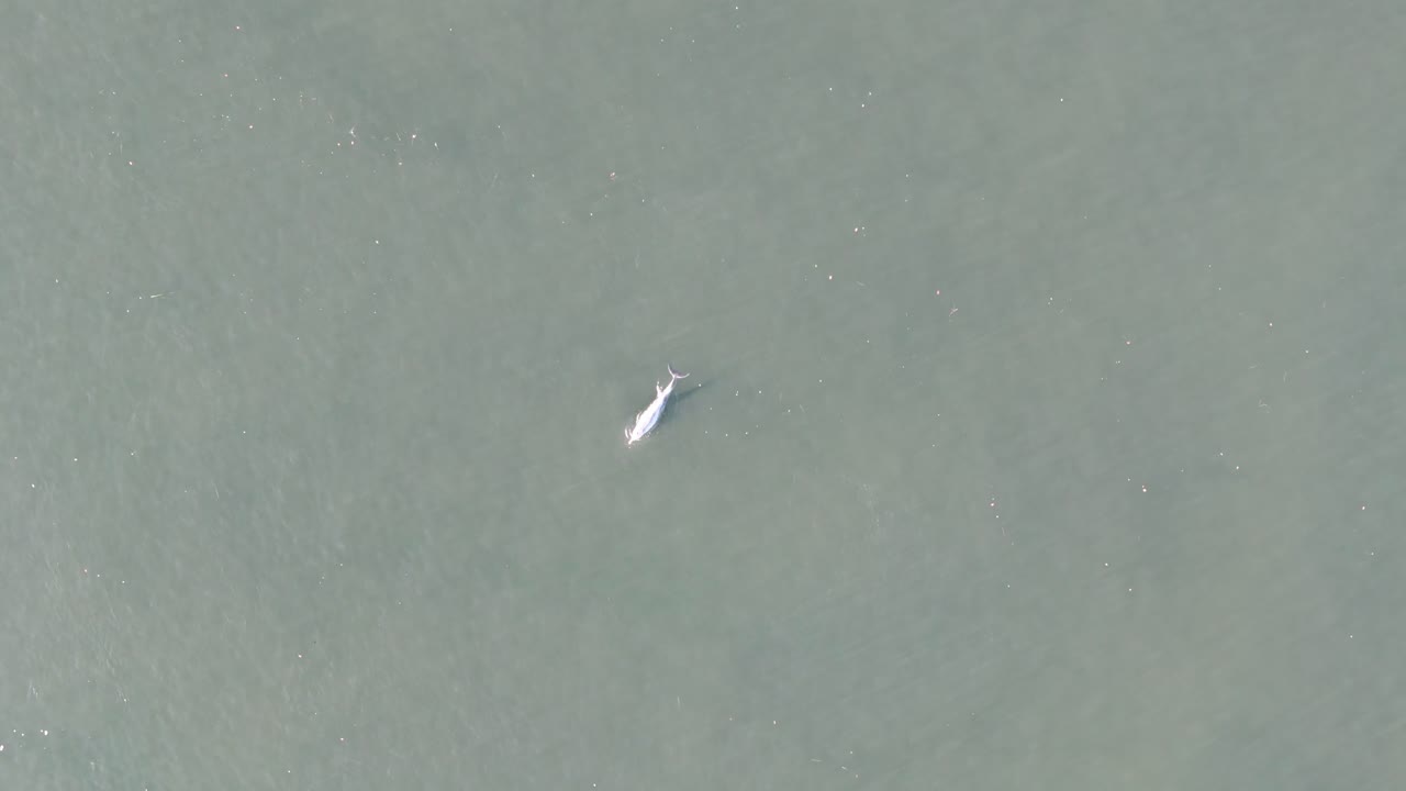 dopina persiguiendo peces brillantes en aguas poco profundas