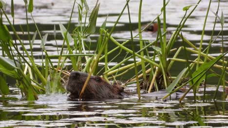 close up of a beaver eating pickerelweed in the river