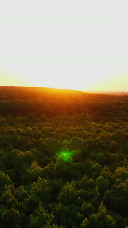 beautiful sunset over the woodland. orange sun reflects on dark green trees of the forest. amazing nature in the evening. aerial view. vertical video