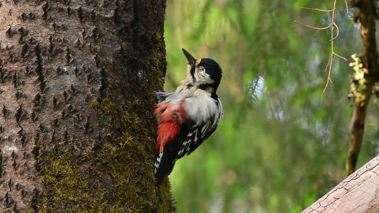 Close footage of Great Spotted Woodpecker Dendrocopos on tree trunk, grooming feathers and observing surroundings in calm forest setting