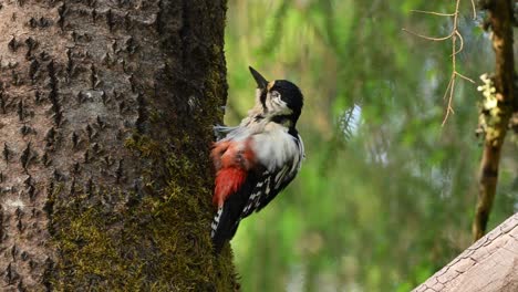 close footage of great spotted woodpecker dendrocopos on tree trunk, grooming feathers and observing surroundings in calm forest setting