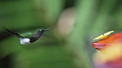 hummingbirds eating in mindo, ecuador