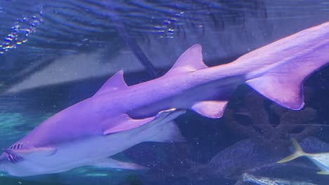 purple shark and fish in aquarium