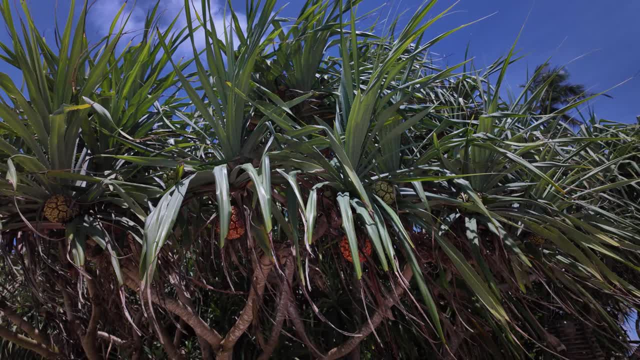 Pandan fruit thatch screwpine Old World tropics nature tree subtropical native plant