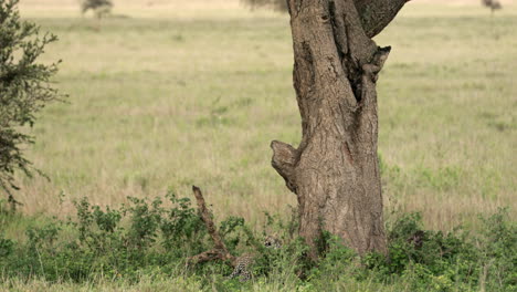 leopard walks past cub and climbs acacia tree.