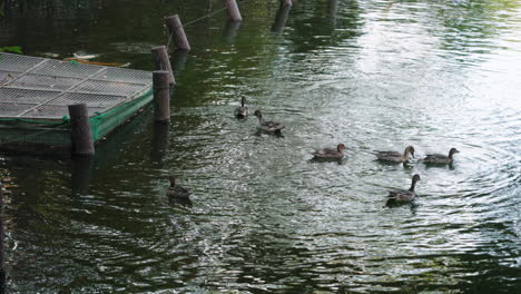 northern pintail ducks swimming at the crystalline water from the pond at senzokuike park in tokyo japan