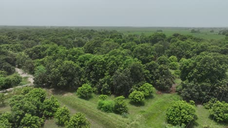 Imágenes-De-Drones-Aéreos-Giratorios-Del-Bosque-De-Una-Granja-De-Mango-En-Mirpur-Khas,-Sindh,-Pakistán