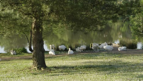 Gruppe-Von-Schwänen-Und-Enten-Am-See-In-Den-Frühen-Morgenstunden-Mit-Kiefern