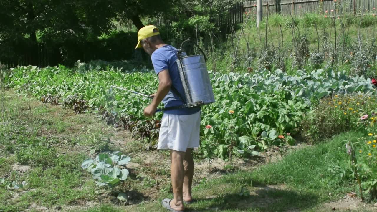 el anciano tiende a las verduras de su jardín