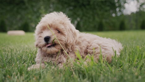 cute maltipu puppy in the green grass