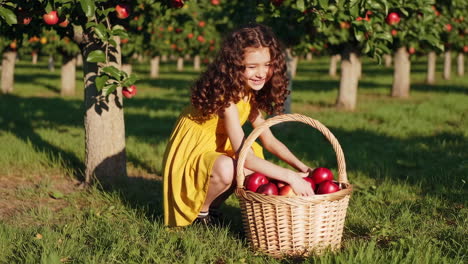 girl picking apples in an orchard