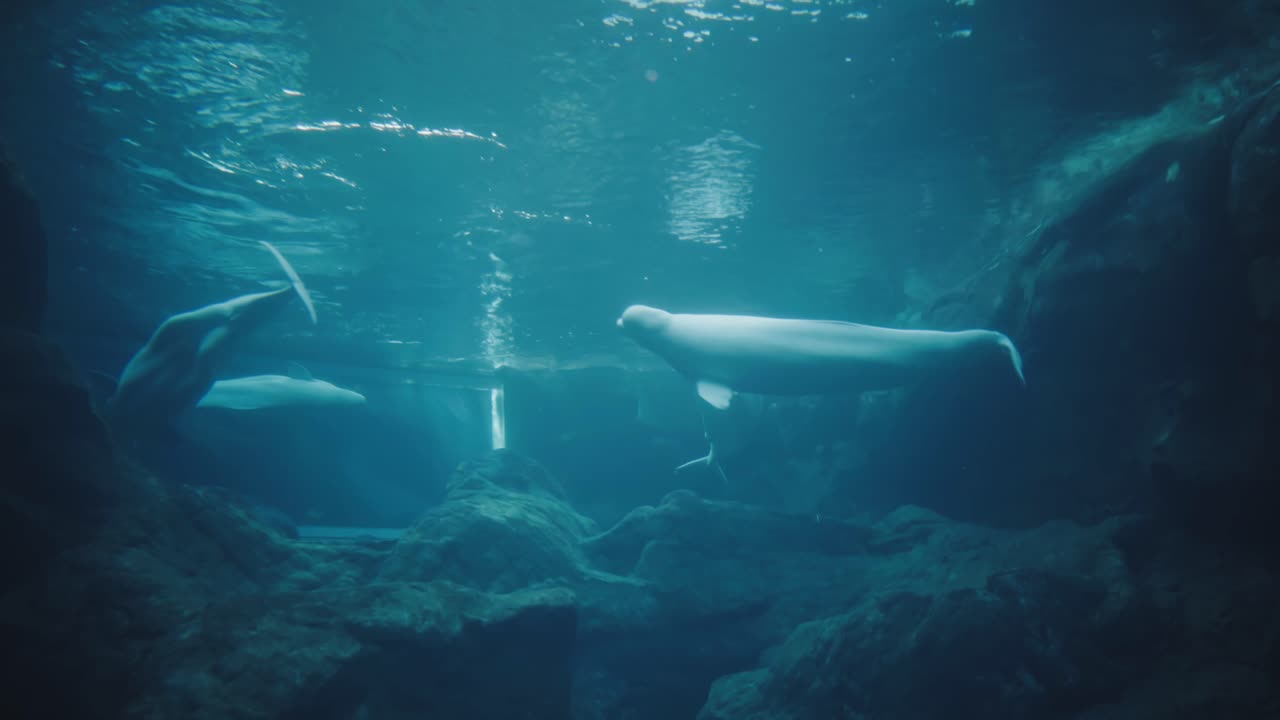 una manada de ballenas beluga nadando juguetonamente en círculo en un acuario