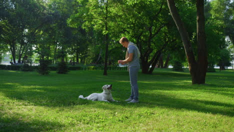 Happy-man-training-golden-retriever-in-park.-Focused-pet-lie-look-at-ball-toy.