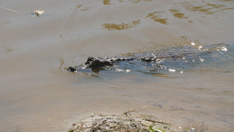 caimán cocodrilo nadando en un estanque en la guayana francesa