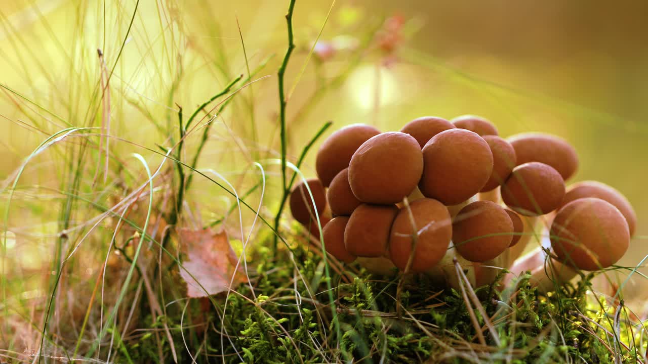 태양이 비는 숲에서  ⁇  아가릭의 armillaria 버섯.