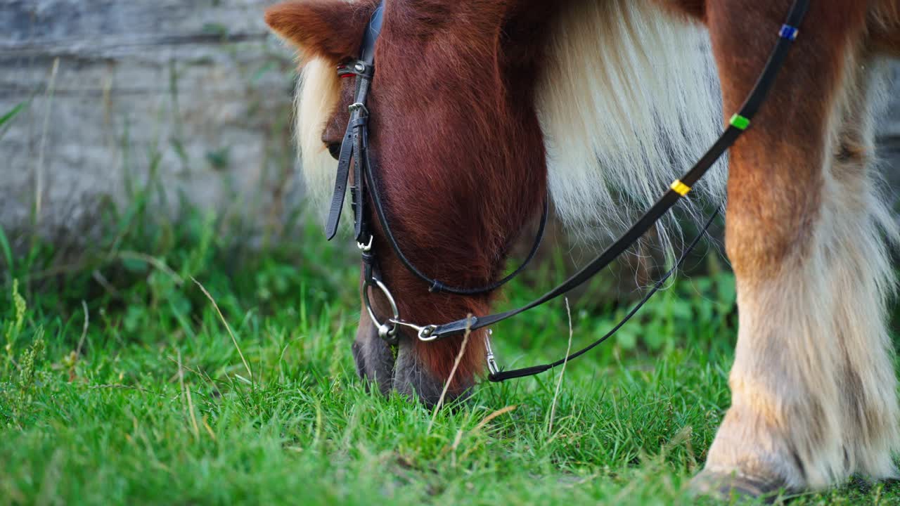 primer plano de la cabeza de un pony comiendo hierba en el campo rural al aire libre