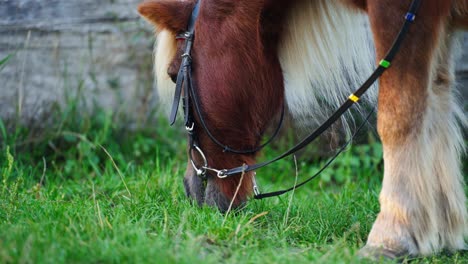 Primer-Plano-De-La-Cabeza-De-Un-Pony-Comiendo-Hierba-En-El-Campo-Rural-Al-Aire-Libre