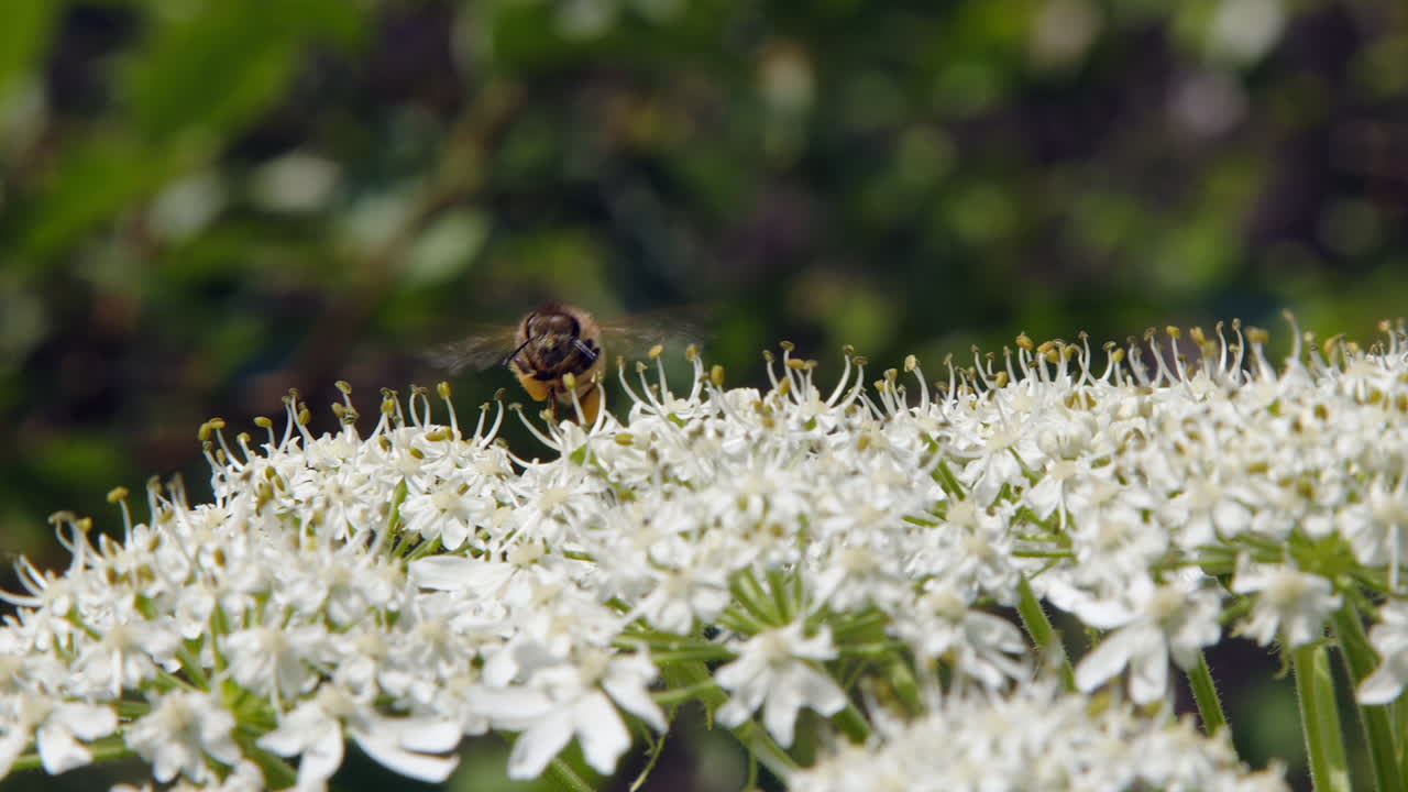 Bee visits white flower looking for nectar, yellow pollen on legs