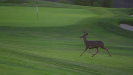 Ein-Reh-Läuft-Auf-Dem-Fairway-Eines-Goldkurses