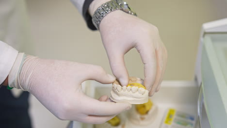 dentist working with dental models
