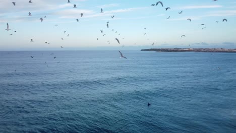 surfistas alineados en peniche, portugal surf break - antena cinematográfica con bandada de pájaros