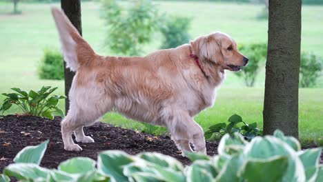 Perro-Parado-En-Mulching-Y-Ladrando