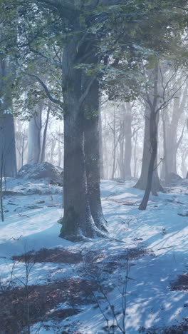 winter wonderland: a misty forest scene