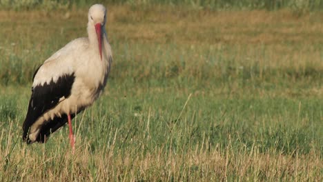 Ein-Einsamer-Storch-Mitten-Auf-Einer-Wiese