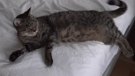 a cat sleeping on the bed