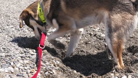 close up, 4x slow motion 100fps footage, half breed, young age, husky dog, digging on pebble and sand beach, side view