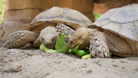 Eine-Schildkröte,-Die-Ihr-Essen-Genießt